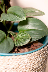 Scindapsus treubii moonlight variegata "superstar"